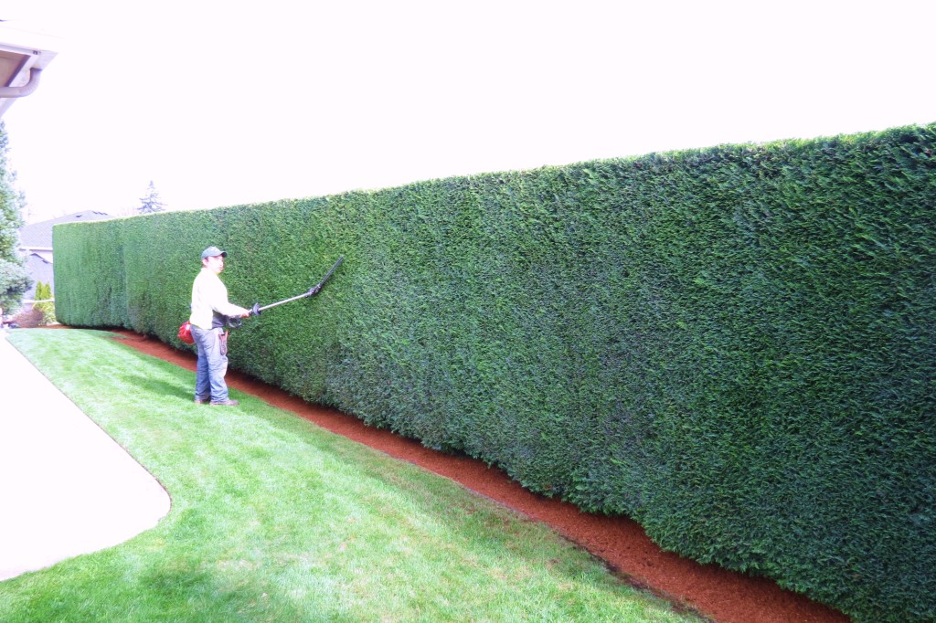 Artisan Landscapes crew trimming a tall hedge